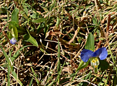 Asiatic Dayflower by Andrew Donovan-Shead