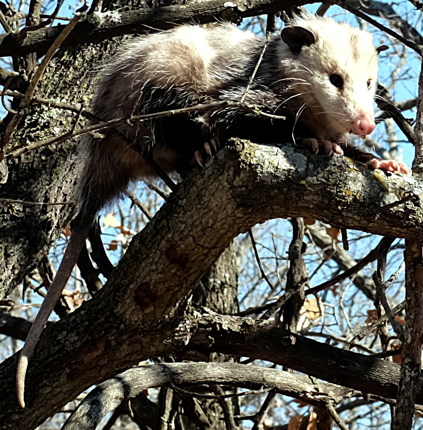 Cropped possum